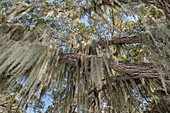 Spanish moss (Tillandsia usneoides) on cottonwood trees