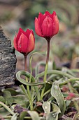 Tulip of Goulimis (Tulipa goulimyi)