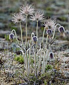 Pasqueflower (Pulsatilla pratensis)