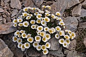 Glacier crowfoot (Ranunculus glacialis) flowers