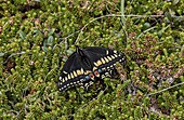 Short-tailed swallowtail butterfly