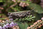 Female common green grasshopper