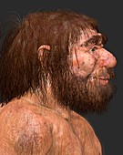 Neanderthal, illustration