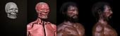 Cheddar Man reconstruction process, illustration