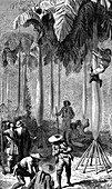 Harvesting palm trees in Bolivia, 19th century