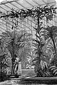 Growing vanilla orchid in a greenhouse, 19th century