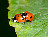 2-spot ladybirds mating