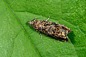 Cherry-bark moth