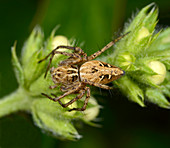 Lynx spider, female