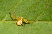 Crab spider