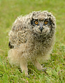African spotted eagle owl fledgling