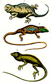 Horned, polychrotid and anole lizards, 19th century