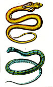 Naja cobra and colubrid snake, 19th century