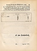 Sperm theories discussed by van Leeuwenhoek, 1699