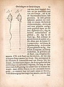 Spermatozoa of a rabbit by van Leeuwenhoek, 1685