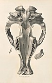 Toxodon prehistoric mammal fossil skull, 19th century