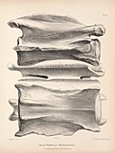 Macrauchenia prehistoric mammal fossils, 19th century