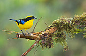 Blue-winged mountain tanager