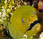 Green Moray Eel (Gymnothorax funebris)