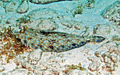 Peacock Flounder (Bothus lunatus)