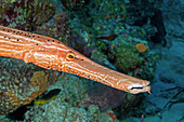 Trumpetfish, (Aulostomus maculatus)