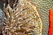 Giant Anemone, (Condylactis gigantea)