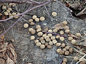 Hare Droppings