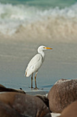 Cattle Egret, Galapagos