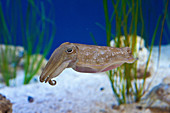Pharaoh Cuttlefish