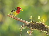Red-headed barbet (Eubucco bourcierii)