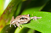 Pastures rainfrog (Pristimantis achatinus)
