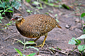 Scaly-breasted Partridge