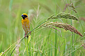 Asian Golden Weaver