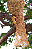 Baya Weaver