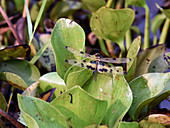 Variegated Flutterer Dragonfly