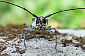 Longhorn Beetle close-up