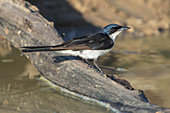 Restless Flycatcher