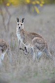Eastern Grey Kangaroo with Joey