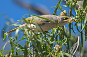 Yellow-throated Miner