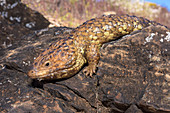 Shingleback Lizard