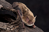 Inland Forest Bat