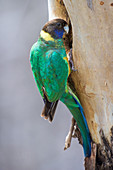 Port Lincoln Ringneck Parrot