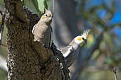 Cockatiels