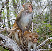 Rhesus Macaque Monkeys dominance