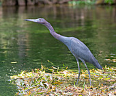 Little Blue Heron