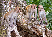 Rhesus Macaque Monkeys