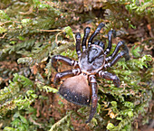 Torreya Trapdoor Spider