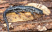 Southeastern Slimy Salamander