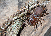 Red-legged Purse-web Spider