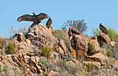 Turkey Vultures